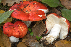 Russula tinctipes
