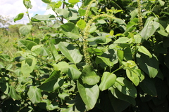 Anredera