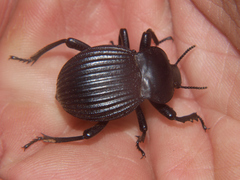 Gonopus