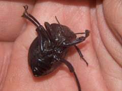 Gonopus