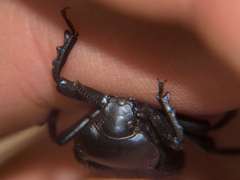 Gonopus