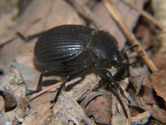 Gonopus