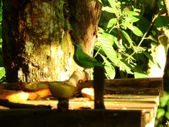 Dacnis cayana