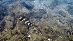 Epinephelus malabaricus