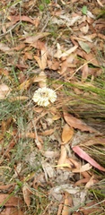 Helichrysum leucopsideum