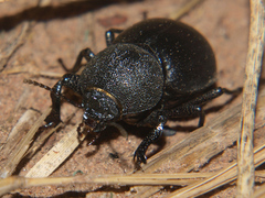 Ocnodes scrobicollis