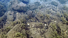 Epinephelus malabaricus