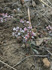 Polygonum spergulariiforme