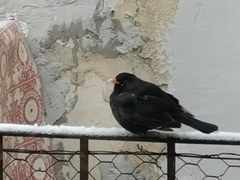Turdus merula