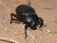 Gonopus