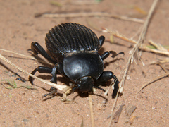 Gonopus