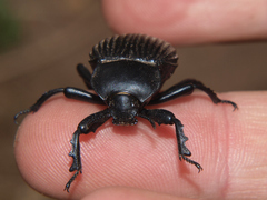 Gonopus