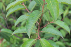 Vismieae