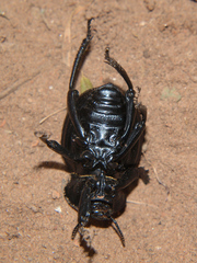 Gonopus