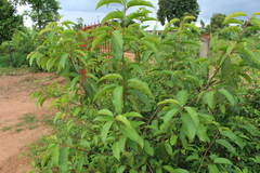 Vismieae