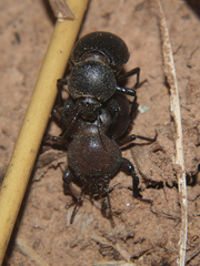 Ocnodes scrobicollis
