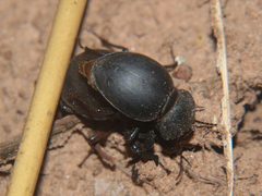 Ocnodes scrobicollis