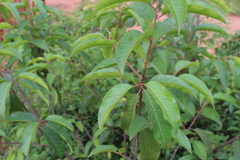 Vismieae