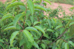 Vismieae