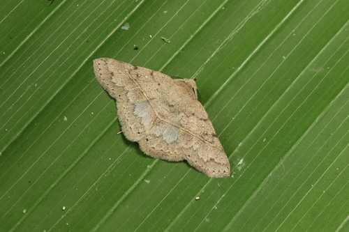 Metaprosphera modesta