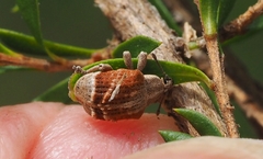 Iptergonus cionoides