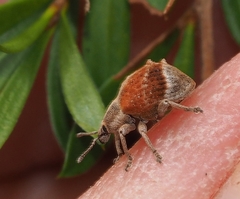 Iptergonus cionoides