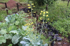 Brassica
