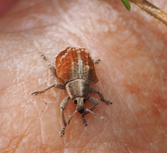 Iptergonus cionoides