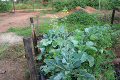 Brassica