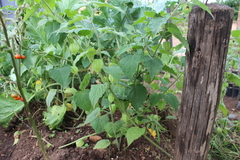 Physalis