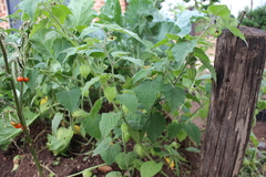Physalis