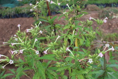 Nicotiana tabacum