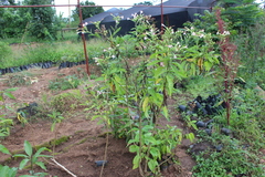 Nicotiana tabacum