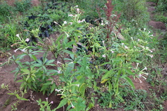 Nicotiana tabacum