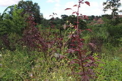 Hibisceae