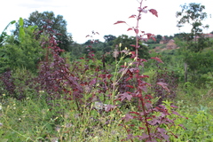 Hibisceae