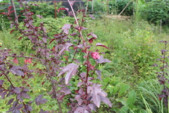 Hibisceae