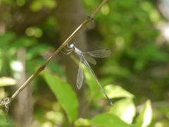 Lestes patricia