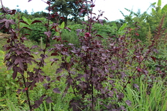 Hibisceae