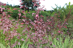 Hibisceae