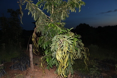 Fabaceae