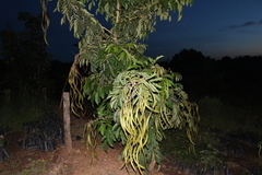 Fabaceae