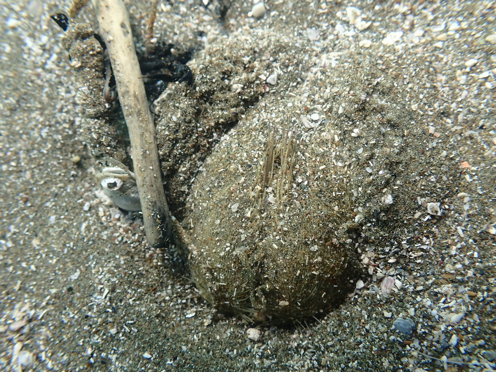 Mediterranean Heart Urchin