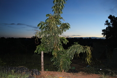 Fabaceae