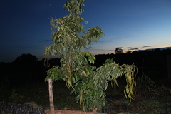 Fabaceae