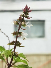 Ocimum basilicum
