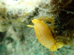 Dendrodoris citrina