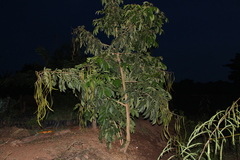 Fabaceae