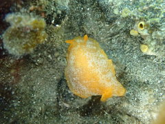 Dendrodoris citrina