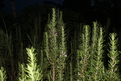 Salvia rosmarinus